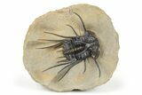 Dicranurus Trilobite - Top Quality Specimen! #267219-2